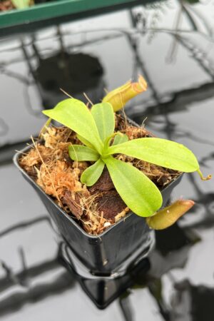 Close Up of Nepenthes villosa x ventricosa | JH | Florae | Florae Collaborative | FC-325.03 | 20650
