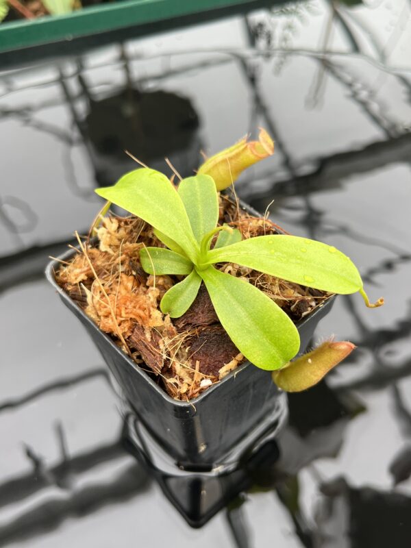 Close Up of Nepenthes villosa x ventricosa | JH | Florae | Florae Collaborative | FC-325.03 | 20650
