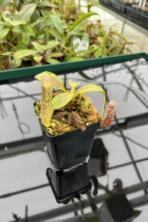 Close Up of Nepenthes vogelii | Borneo Exotics | BE-3256 | 20505