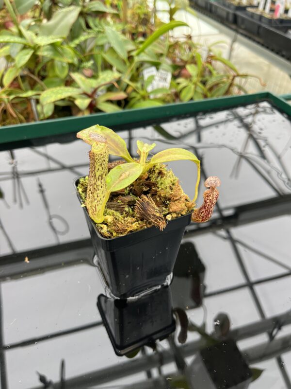 Close Up of Nepenthes vogelii | Borneo Exotics | BE-3256 | 20505