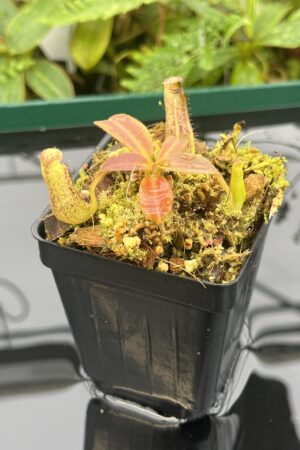 Close Up of Nepenthes vogelii | Borneo Exotics | BE-3256 | 20659