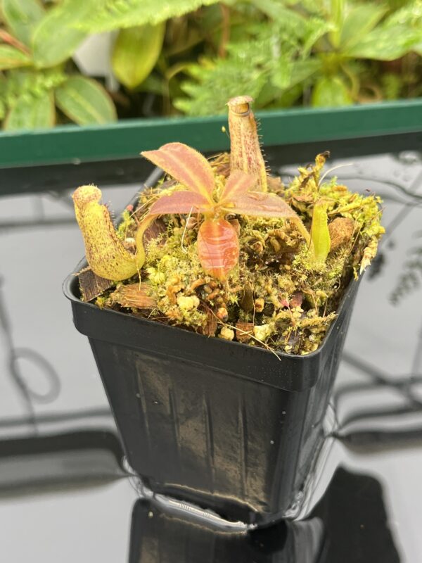 Close Up of Nepenthes vogelii | Borneo Exotics | BE-3256 | 20659