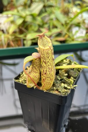 Close Up of Nepenthes vogelii x ventricosa | Borneo Exotics | BE-4593 | 20485