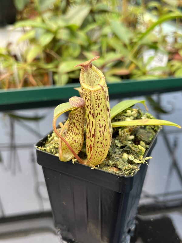 Close Up of Nepenthes vogelii x ventricosa | Borneo Exotics | BE-4593 | 20485