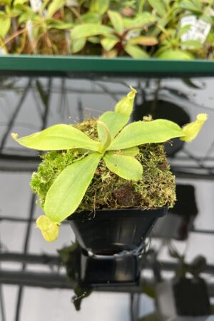 Close Up of Nepenthes xhookeriana | Florae Collaborative | FC-116 | 20475