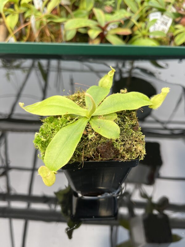 Close Up of Nepenthes xhookeriana | Florae Collaborative | FC-116 | 20475