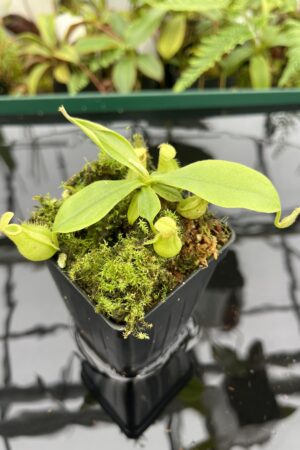Close Up of Nepenthes xhookeriana | Florae Collaborative | FC-116 | 20614