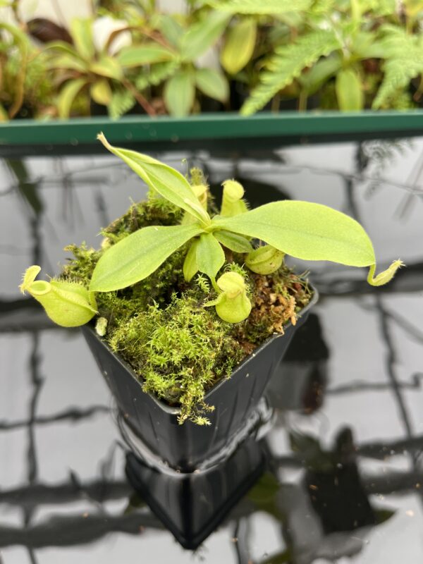 Close Up of Nepenthes xhookeriana | Florae Collaborative | FC-116 | 20614