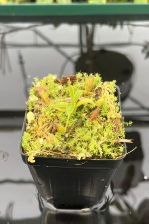 Close Up of Nepenthes xtrusmadiensis | Florae Collaborative | FC-144.05 | 20723