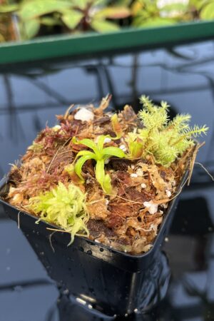 Close Up of Nepenthes xtrusmadiensis x villosa | JH | Florae | Clone 4 | Florae Collaborative | FC-416.04 | 20446