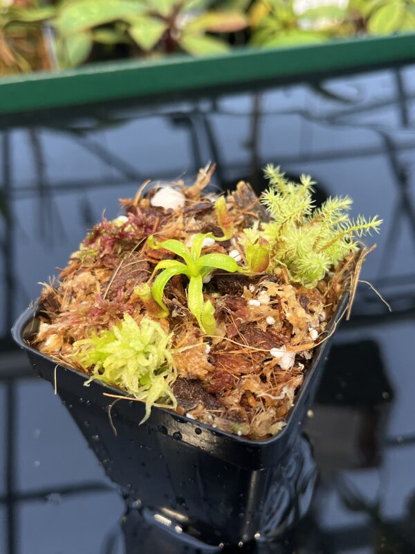 Close Up of Nepenthes xtrusmadiensis x villosa | JH | Florae | Clone 4 | Florae Collaborative | FC-416.04 | 20446