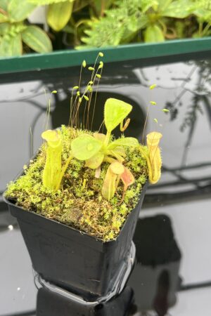 Close Up of Nepenthes zakriana | Borneo Exotics | BE-3068 | 20666