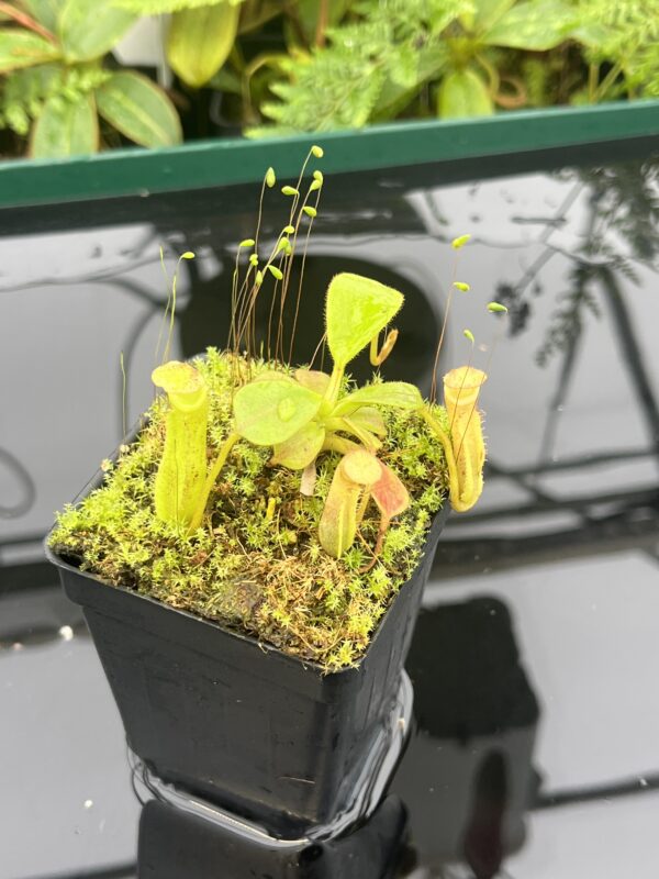 Close Up of Nepenthes zakriana | Borneo Exotics | BE-3068 | 20666
