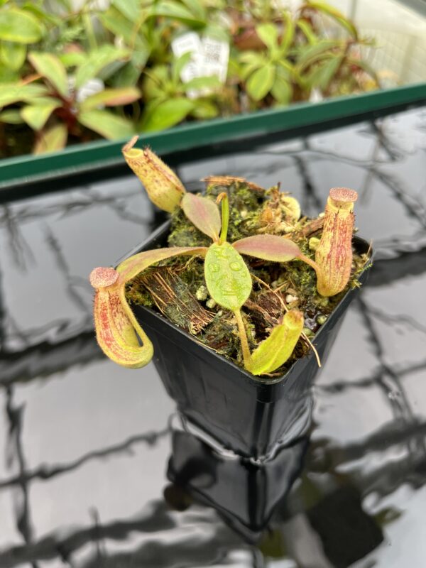 Close Up of Nepenthes zakriana | Borneo Exotics | BE-3465 | 20353