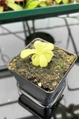 Close Up of Pinguicula agnata {El Lobo} | Best Carnivorous Plants | BCP-2210 | 20342