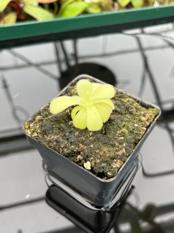 Close Up of Pinguicula agnata {El Lobo} | Best Carnivorous Plants | BCP-2210 | 20342