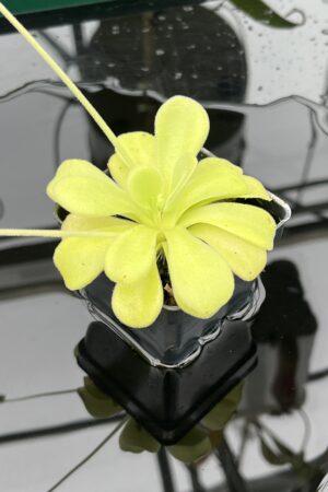 Close Up of Pinguicula agnata {El Lobo} | Best Carnivorous Plants | BCP-2210 | 20581