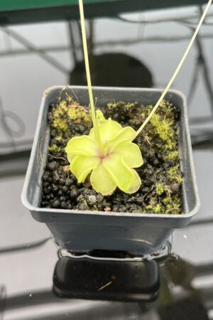 Close Up of Pinguicula emarginata {all green and compact rosette} | Best Carnivorous Plants | BCP-338 | 20348