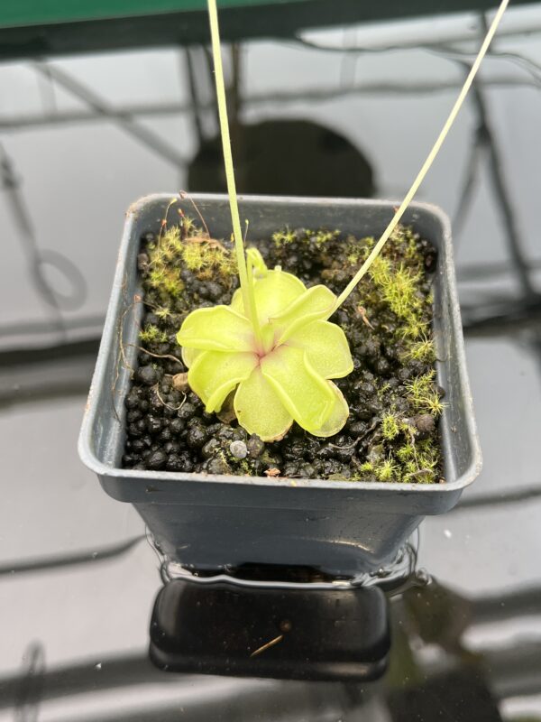 Close Up of Pinguicula emarginata {all green and compact rosette} | Best Carnivorous Plants | BCP-338 | 20348