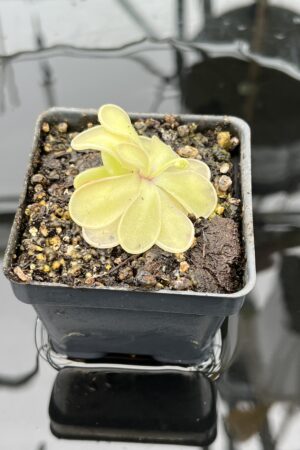 Close Up of Pinguicula emarginata {almost pure white flower, Zacapoaxtla, Mex.} | Best Carnivorous Plants | BCP-1289 | 20582