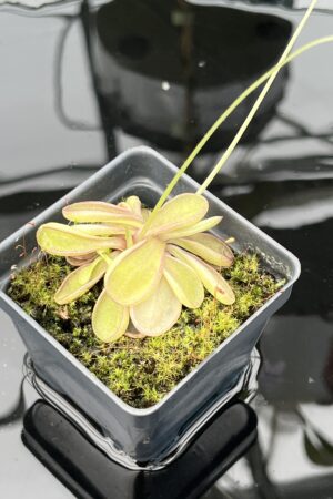 Close Up of Pinguicula emarginata {red coloured and big rosette} | Best Carnivorous Plants | BCP-1286 | 20586