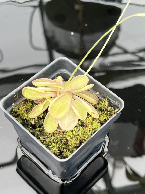 Close Up of Pinguicula emarginata {red coloured and big rosette} | Best Carnivorous Plants | BCP-1286 | 20586