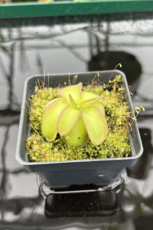Close Up of Pinguicula emarginata x hemiepiphytica | Best Carnivorous Plants | BCP-1668 | 20336