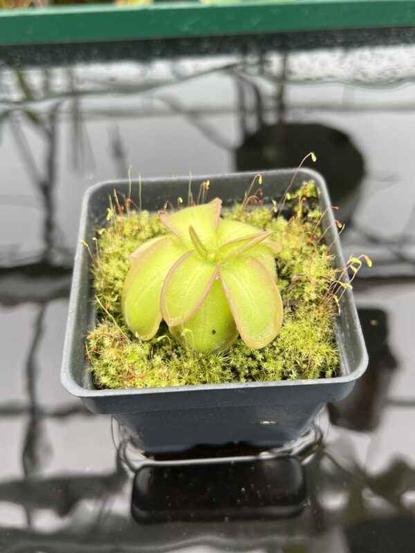 Close Up of Pinguicula emarginata x hemiepiphytica | Best Carnivorous Plants | BCP-1668 | 20336