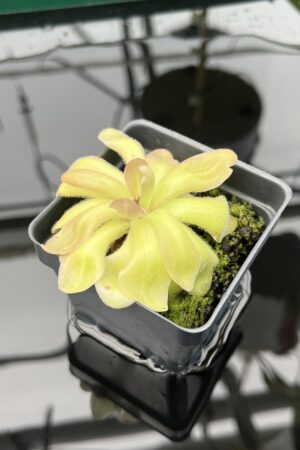 Close Up of Pinguicula gypsicola x hemiepiphytica | Best Carnivorous Plants | BCP-1803 | 20588