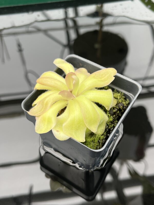 Close Up of Pinguicula gypsicola x hemiepiphytica | Best Carnivorous Plants | BCP-1803 | 20588
