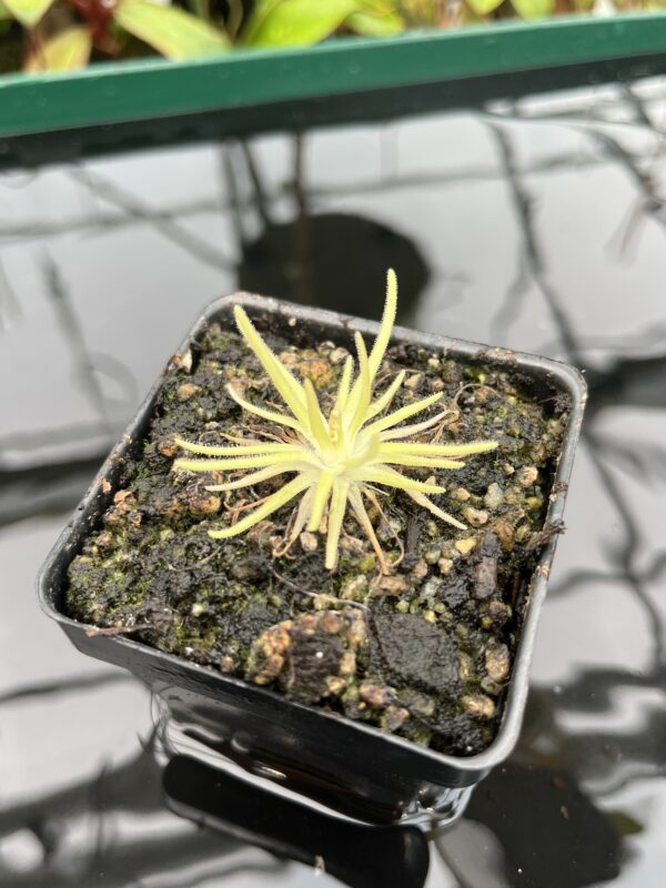 Close Up of Pinguicula gypsicola x moctezumae | Best Carnivorous Plants | BCP-1401 | 20343
