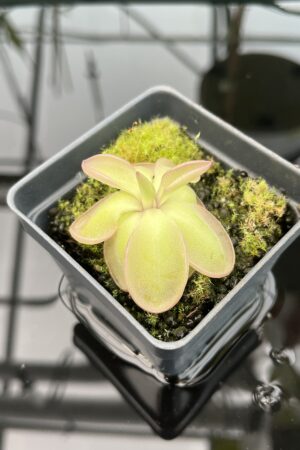 Close Up of Pinguicula hemiepiphytica {near Ixtlan de Juarez, Oaxaca, Mexico, 2209-2535 m} | Best Carnivorous Plants | BCP-1790 | 20347