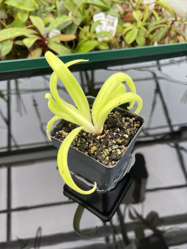 Close Up of Pinguicula (heterophylla x medusina) x gigantea {white flower} | Best Carnivorous Plants | BCP-680 | 20350