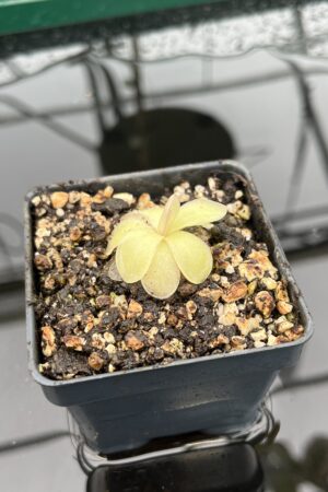 Close Up of Pinguicula ibarrae {P spec. agnata, Tlanchinol, Mexico} | Best Carnivorous Plants | BCP-1792 | 20337