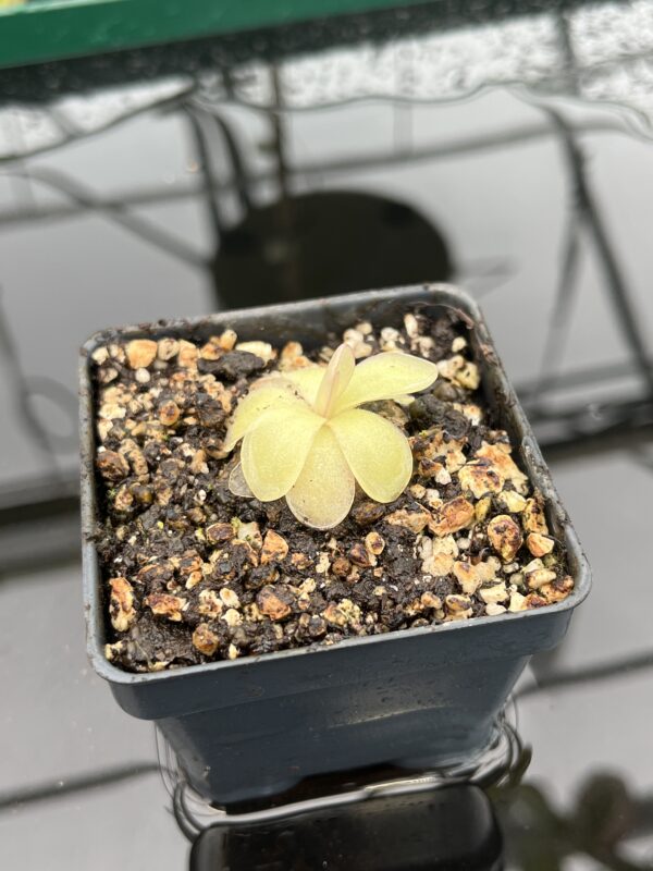 Close Up of Pinguicula ibarrae {P spec. agnata, Tlanchinol, Mexico} | Best Carnivorous Plants | BCP-1792 | 20337