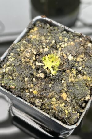Close Up of Pinguicula immaculata | Best Carnivorous Plants | BCP-515 | 20340