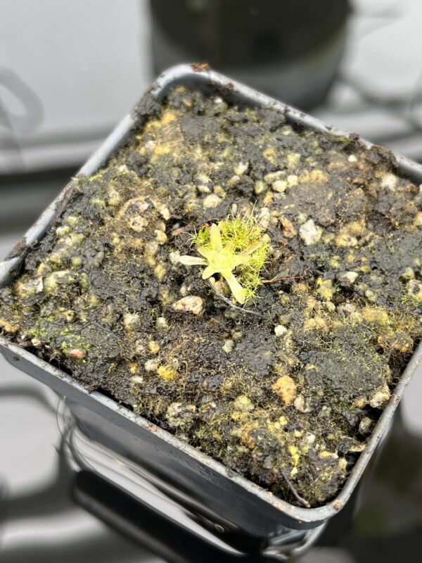 Close Up of Pinguicula immaculata | Best Carnivorous Plants | BCP-515 | 20340