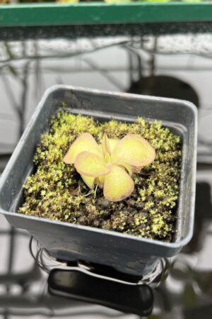 Close Up of Pinguicula laueana {undulate geranium flower} | Best Carnivorous Plants | BCP-2277 | 20332