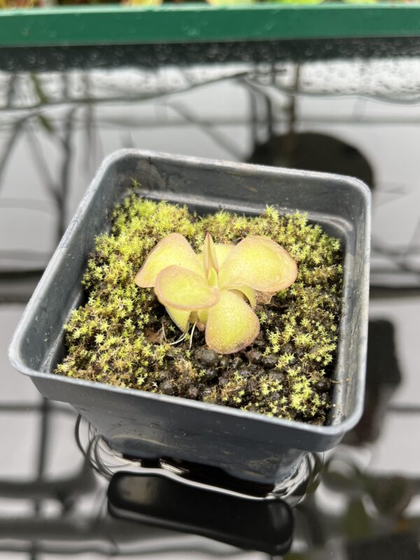 Close Up of Pinguicula laueana {undulate geranium flower} | Best Carnivorous Plants | BCP-2277 | 20332