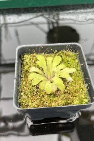 Close Up of Pinguicula laxifolia | Best Carnivorous Plants | BCP-2273 | 20335