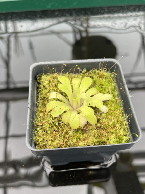 Close Up of Pinguicula laxifolia | Best Carnivorous Plants | BCP-2273 | 20335