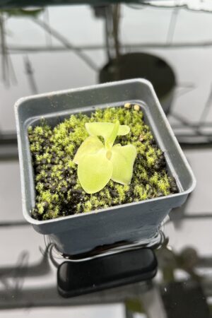 Close Up of Pinguicula macrophylla | Best Carnivorous Plants | BCP-480 | 20345