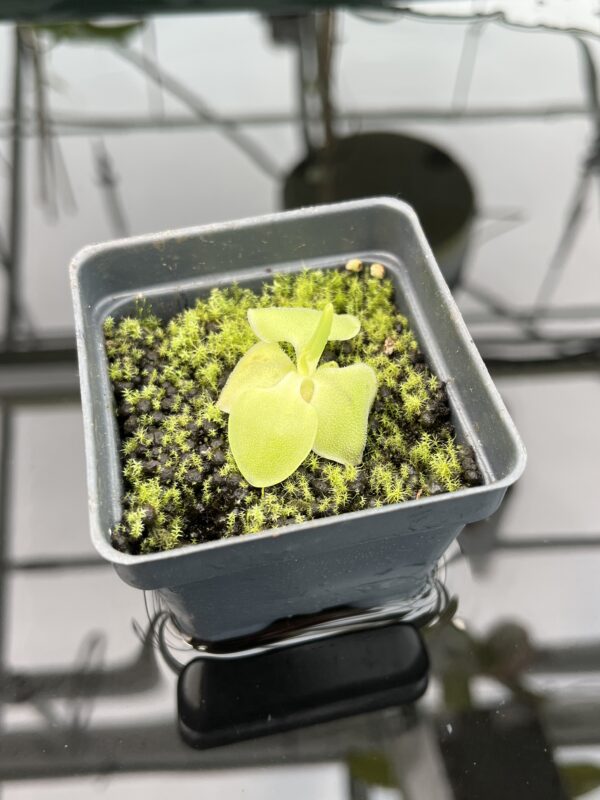 Close Up of Pinguicula macrophylla | Best Carnivorous Plants | BCP-480 | 20345