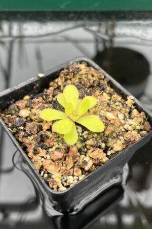 Close Up of Pinguicula martinezii | Best Carnivorous Plants | BCP-2222 | 20333