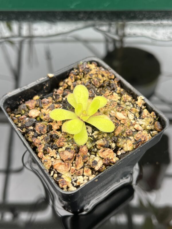 Close Up of Pinguicula martinezii | Best Carnivorous Plants | BCP-2222 | 20333