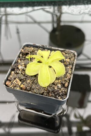 Close Up of Pinguicula mesophytica {Cerro Miramundo, El Salvador} | Best Carnivorous Plants | BCP-1703 | 20338