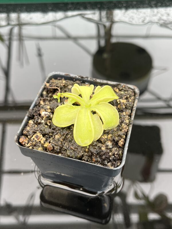 Close Up of Pinguicula mesophytica {Cerro Miramundo, El Salvador} | Best Carnivorous Plants | BCP-1703 | 20338