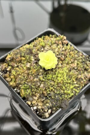Close Up of Pinguicula mirandae {Stan Lampard clone, Oaxaca, Mexico} | Best Carnivorous Plants | BCP-576 | 20339