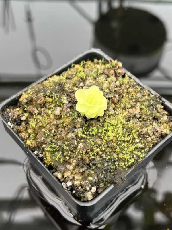Close Up of Pinguicula mirandae {Stan Lampard clone, Oaxaca, Mexico} | Best Carnivorous Plants | BCP-576 | 20339