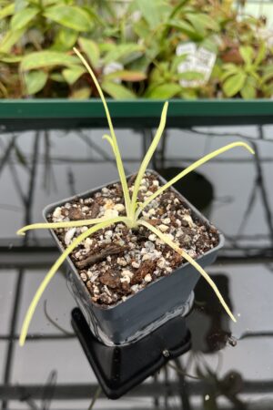Close Up of Pinguicula moctezumae {very big flower, clone selected from seeds collected on a type locality} | Best Carnivorous Plants | BCP-2018 | 20349